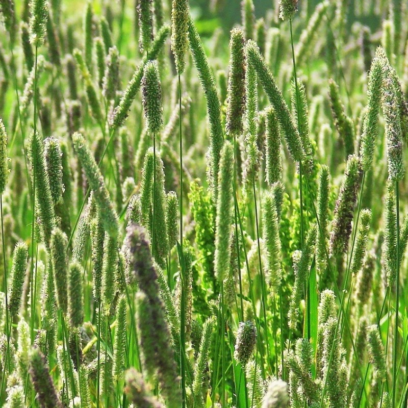 многолетние травы оптом