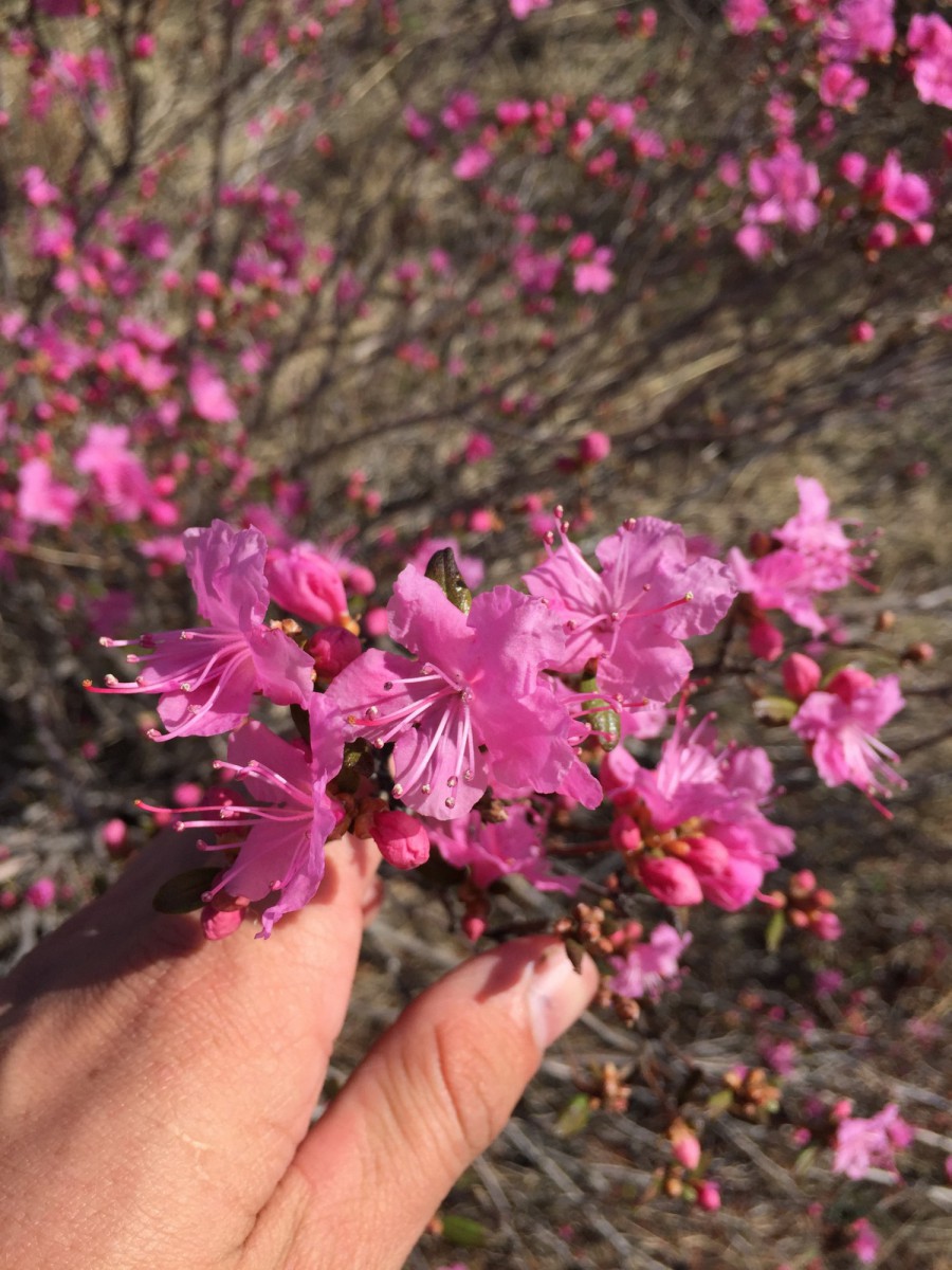 Купить Рододендрон Даурский, Rhododendron Dauricum или Багульник