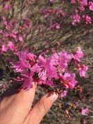 Рододендрон Даурский, Rhododendron Dauricum или Багульник