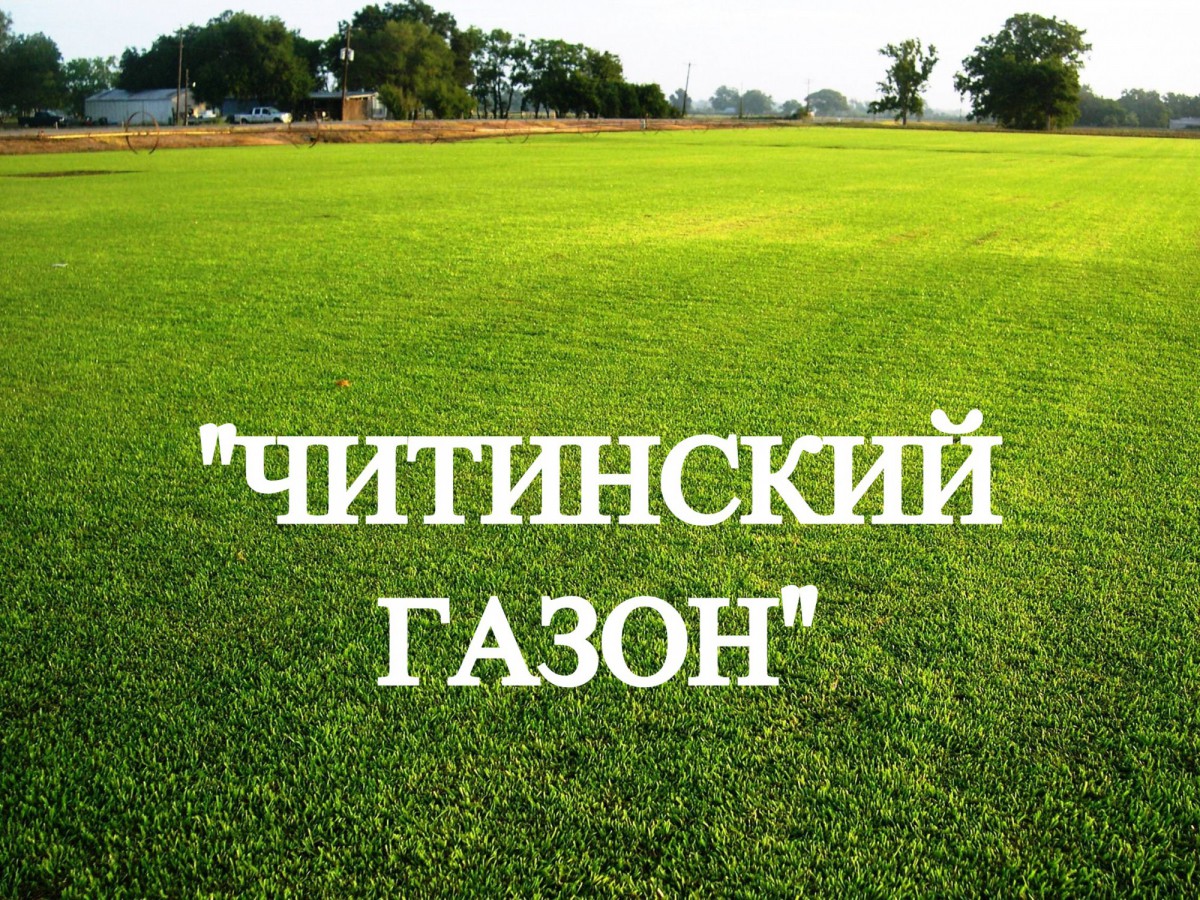 Газонная трава, травосмесь "Читинский газон"