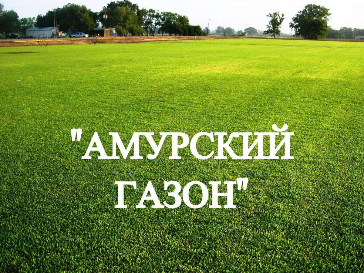 Газонная трава, травосмесь "Амурский газон" 0,5 кг