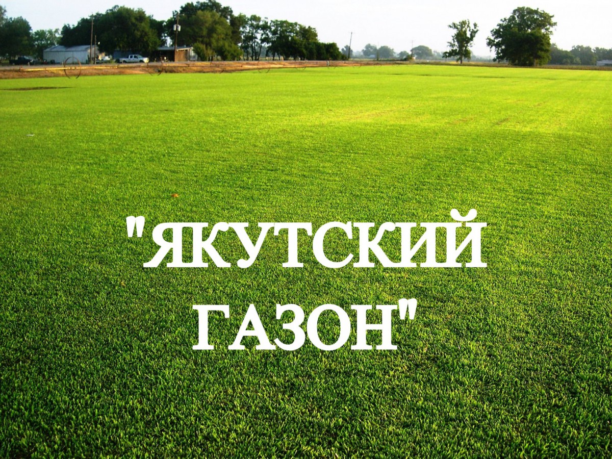 Газонная трава, травосмесь "Якутский газон" 0,5 кг