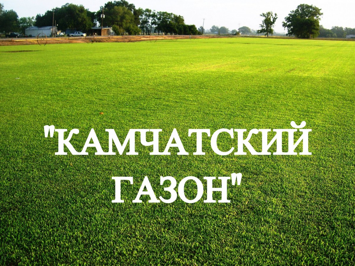 Газонная трава, травосмесь "Камчатский газон" 0,5 кг