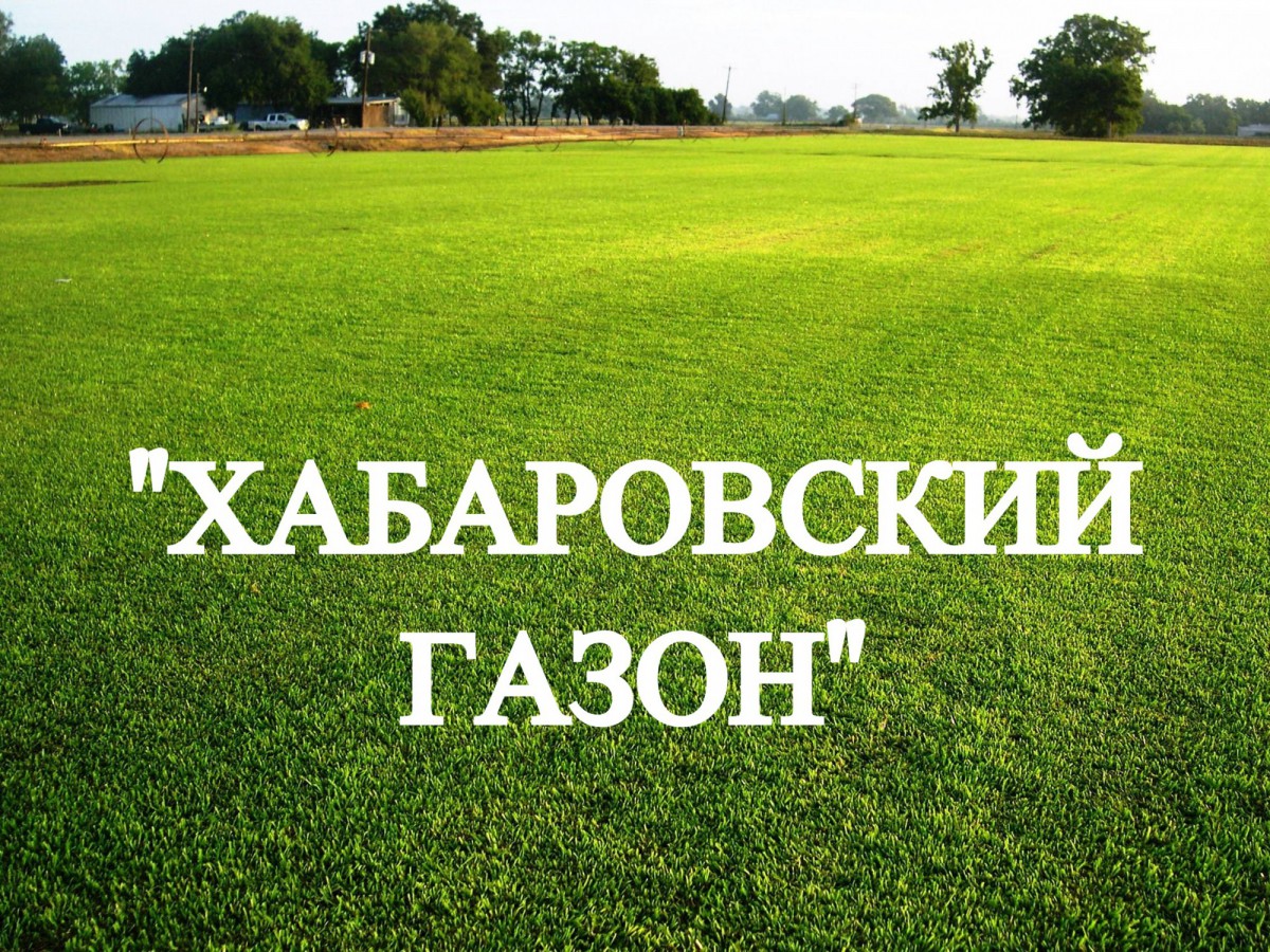 Газонная трава, травосмесь "Хабаровский газон" 1 кг