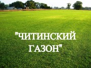 Газонная трава, травосмесь "Читинский газон" 0,5 кг