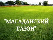 Газонная трава, травосмесь "Магаданский газон" 0,5 кг