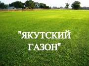 Семена газона "Якутский газон" ОПТОМ